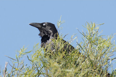 Australian Raven (Corvus coronoides)